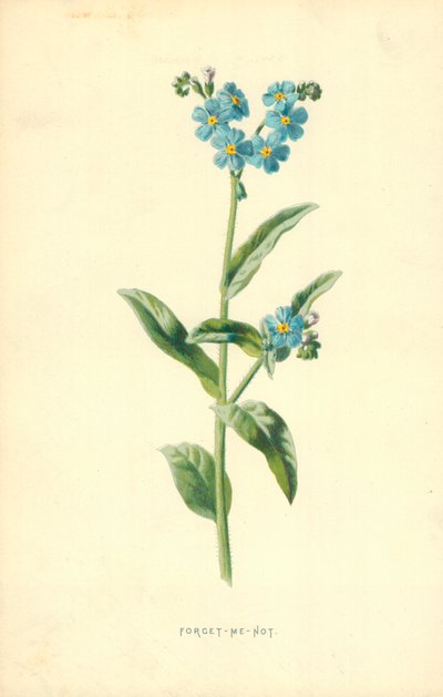 Nie zapomnij mnie autorstwa Frederick Edward Hulme