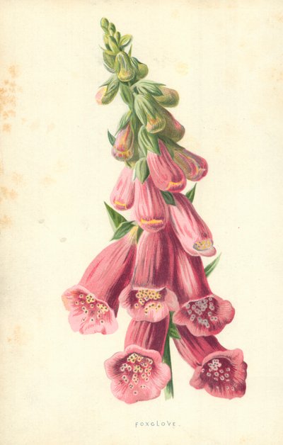 Foxclove autorstwa Frederick Edward Hulme
