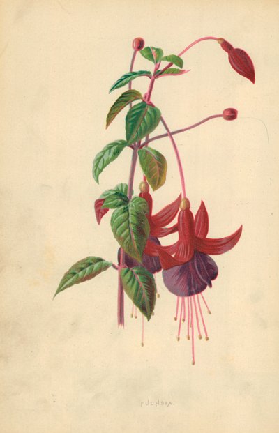 Fuksja autorstwa Frederick Edward Hulme