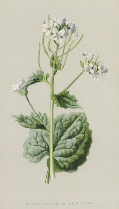 Czosnek-Musztarda lub Sam Sos (chromolitho) autorstwa Frederick Edward Hulme