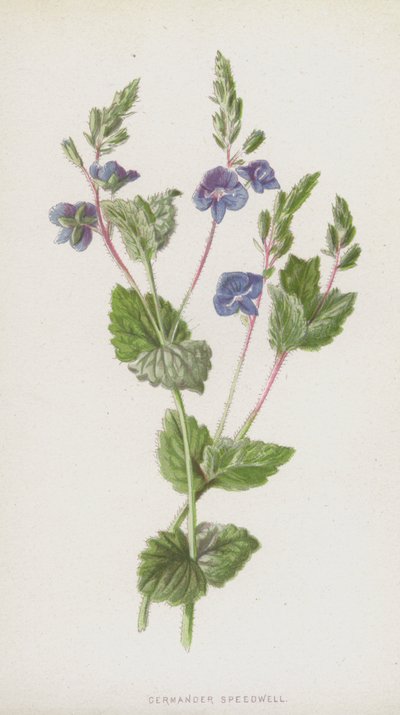 Germander Speedwell (chromolitho) autorstwa Frederick Edward Hulme