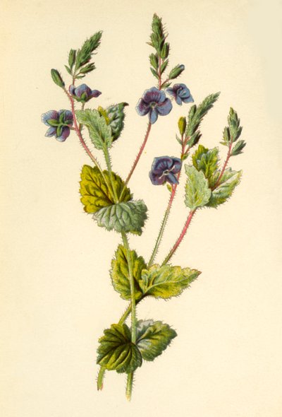 Germander Speedwell, 1877. autorstwa Frederick Edward Hulme