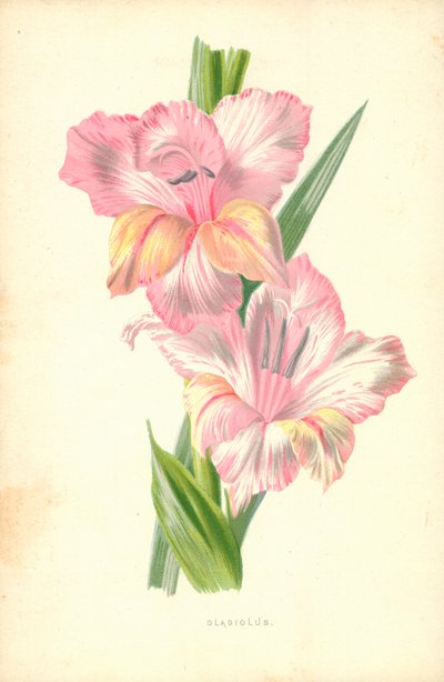 Mieczyk autorstwa Frederick Edward Hulme