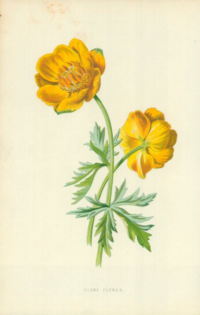 Kwiat kuli ziemskiej autorstwa Frederick Edward Hulme
