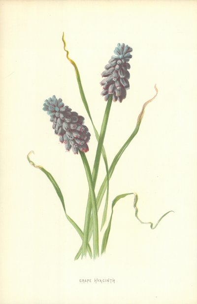 Winogronowy Hiacynt autorstwa Frederick Edward Hulme