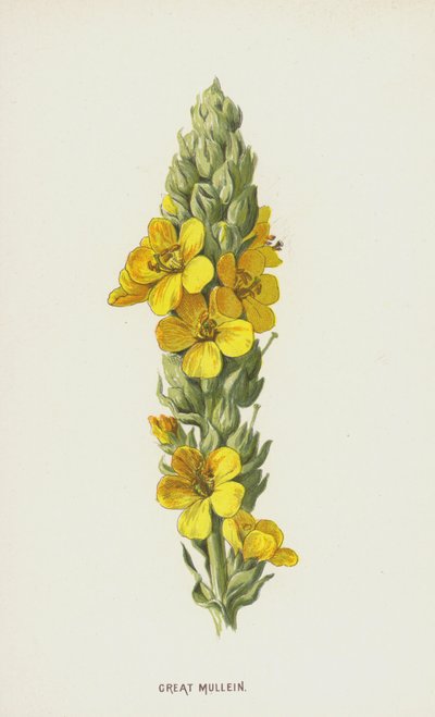 Dziewanna wielka (chromolitho) autorstwa Frederick Edward Hulme