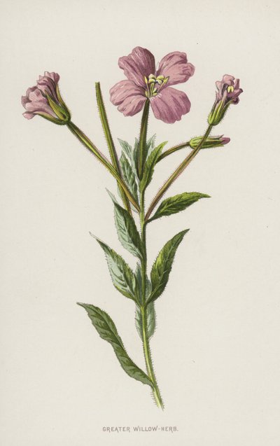 Wierzba Większa (chromolitho) autorstwa Frederick Edward Hulme