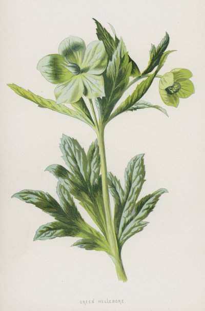 Ciemiernik zielony (chromolitho) autorstwa Frederick Edward Hulme