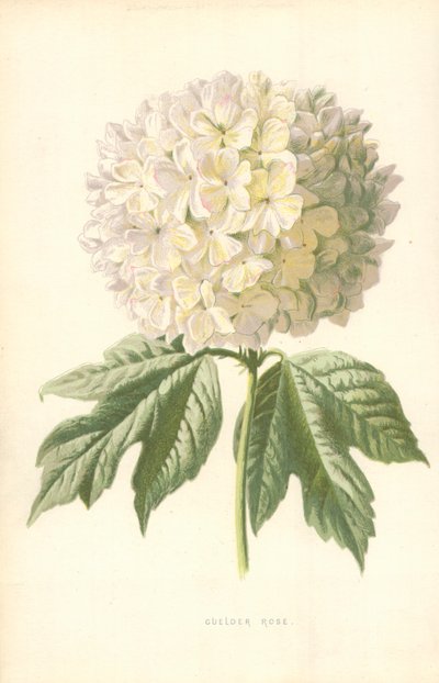 Gulder Róża autorstwa Frederick Edward Hulme