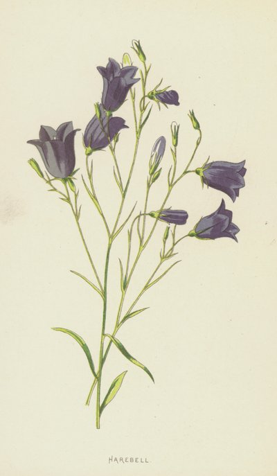 Dzwonek (chromolitho) autorstwa Frederick Edward Hulme