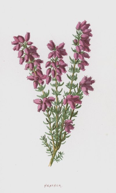 Wrzos (chromolitho) autorstwa Frederick Edward Hulme