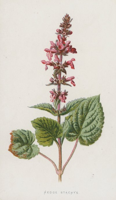 Hedge Stachys (chromolitho) autorstwa Frederick Edward Hulme