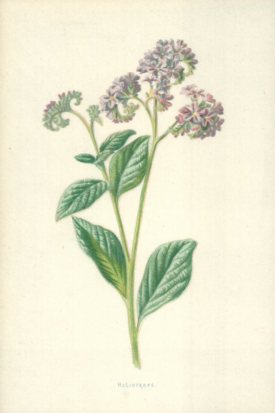 Heliotrop autorstwa Frederick Edward Hulme