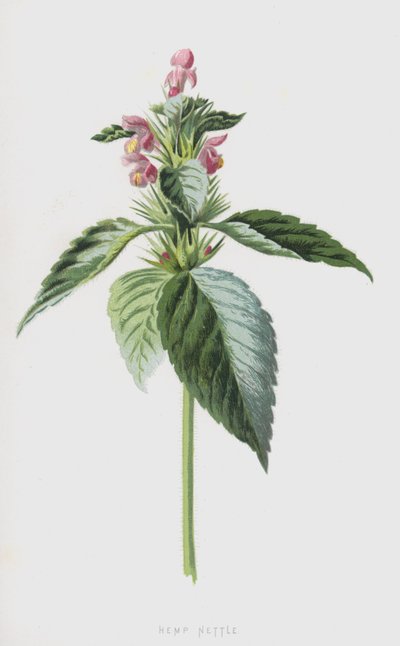 Pokrzywa Konopna (chromolitho) autorstwa Frederick Edward Hulme