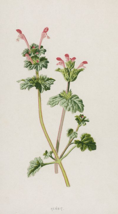 Henbit (chromolitho) autorstwa Frederick Edward Hulme