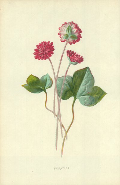 Hepatica autorstwa Frederick Edward Hulme