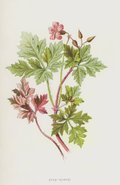 Herb-Robert (chromolitho) autorstwa Frederick Edward Hulme