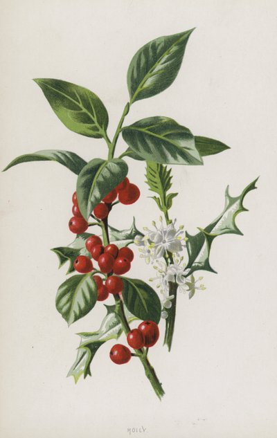 Ostrokrzew (chromolitho) autorstwa Frederick Edward Hulme