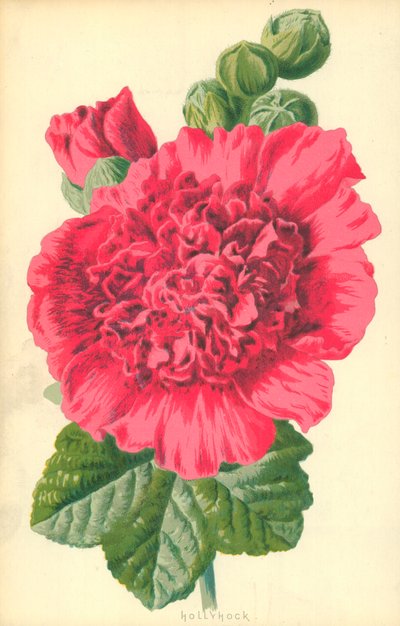 Malwa autorstwa Frederick Edward Hulme