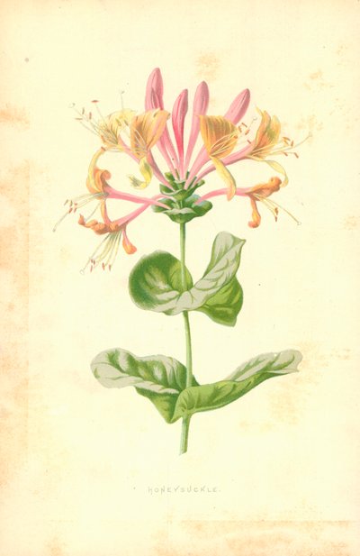 Wiciokrzew autorstwa Frederick Edward Hulme