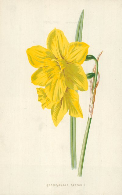 Niezrównany żonkil autorstwa Frederick Edward Hulme