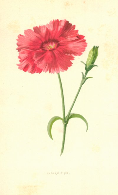 Indyjski Różowy autorstwa Frederick Edward Hulme