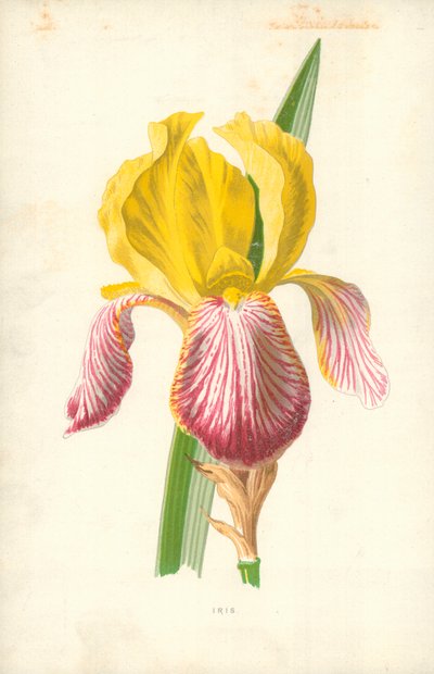 Iris autorstwa Frederick Edward Hulme
