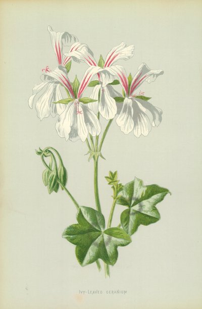 Pelargonia bluszczolistna autorstwa Frederick Edward Hulme