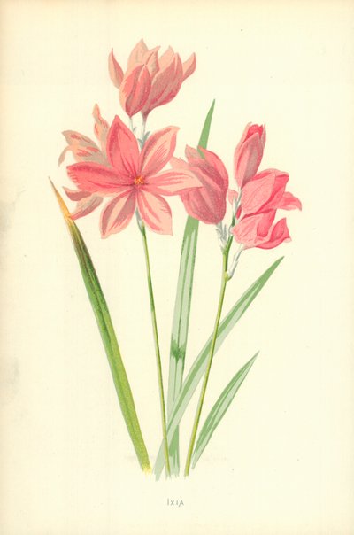 Ixia autorstwa Frederick Edward Hulme