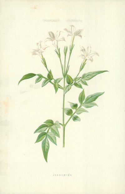 Jaśmin autorstwa Frederick Edward Hulme