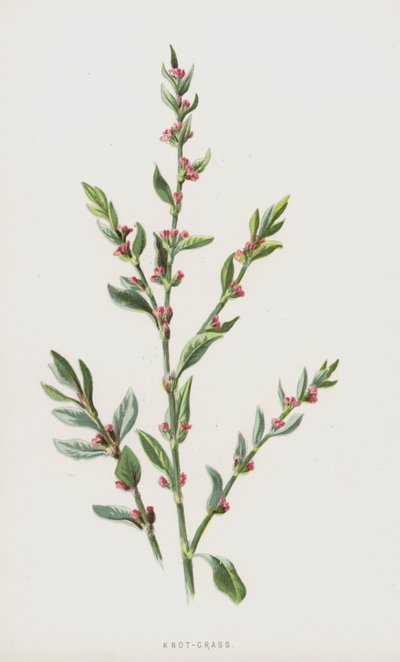 Knot-Trawa (chromolitho) autorstwa Frederick Edward Hulme