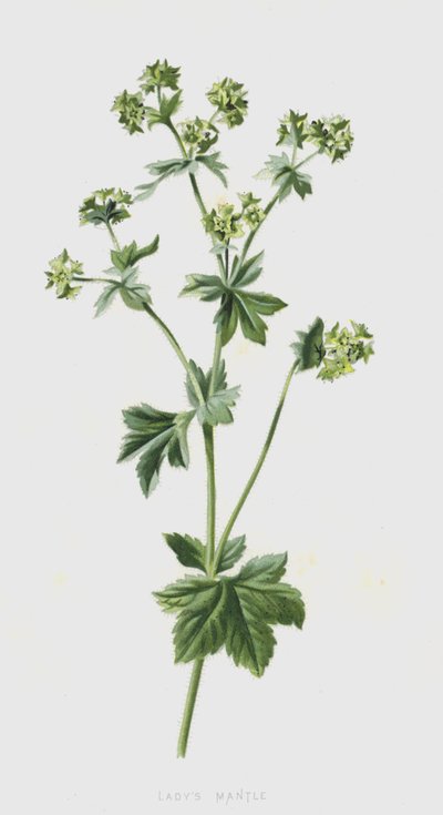 Płaszcz damski (chromolitho) autorstwa Frederick Edward Hulme