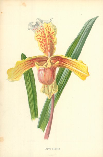 Trzewik damski autorstwa Frederick Edward Hulme