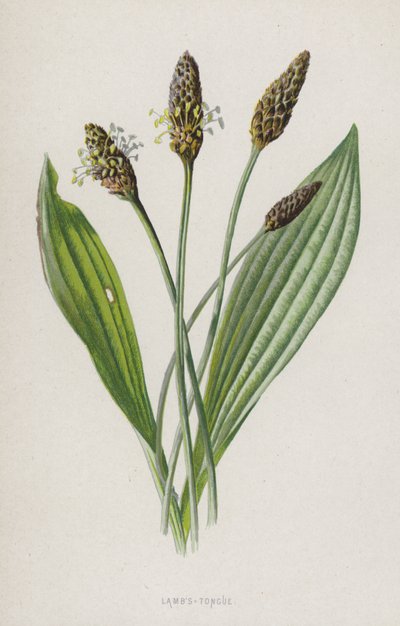Język jagnięcy (chromolitho) autorstwa Frederick Edward Hulme