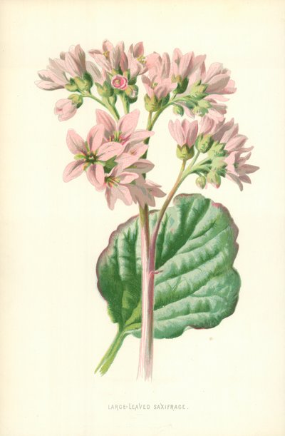 Том навчит Саксифрагеполи autorstwa Frederick Edward Hulme