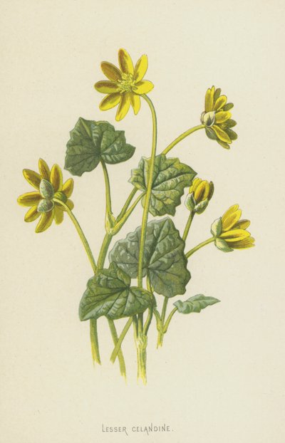 glistnik mały (chromolitho) autorstwa Frederick Edward Hulme