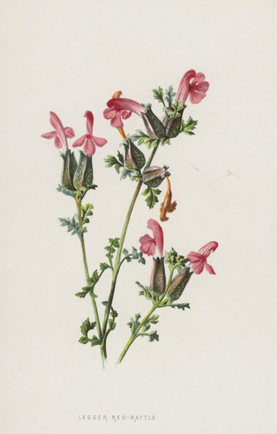Mała czerwona grzechotka (chromolitho) autorstwa Frederick Edward Hulme