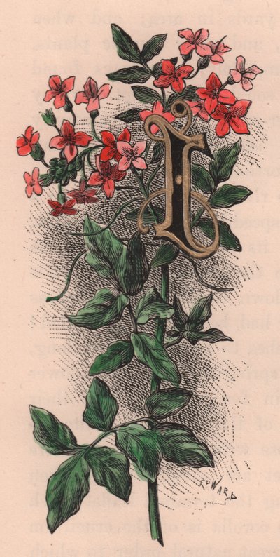 Litera I, litera kropkowana, akwarela, cm 10x5, autor: Frederick Edward Hulme (1841-1909) z albumu Znajomy kwiat ogrodowy, ok. 1880 r. autorstwa Frederick Edward Hulme