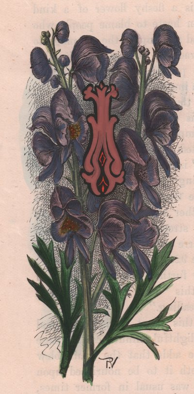 Litera I, litera kropkowana, akwarela, cm 10x5, autor: Frederick Edward Hulme (1841-1909) z albumu Znajomy kwiat ogrodowy, ok. 1880 r. autorstwa Frederick Edward Hulme