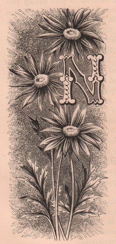 Litera N, litera typu drop cap, rycina, cm 10x5, autor: Frederick Edward Hulme (1841-1909) z albumu Znajomy kwiat ogrodowy, ok. 1880 r. autorstwa Frederick Edward Hulme
