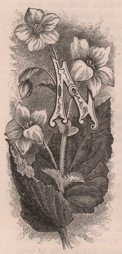 Litera N, litera typu drop cap, rycina, cm 10x5, autor: Frederick Edward Hulme (1841-1909) z albumu Znajomy kwiat ogrodowy, ok. 1880 r. autorstwa Frederick Edward Hulme