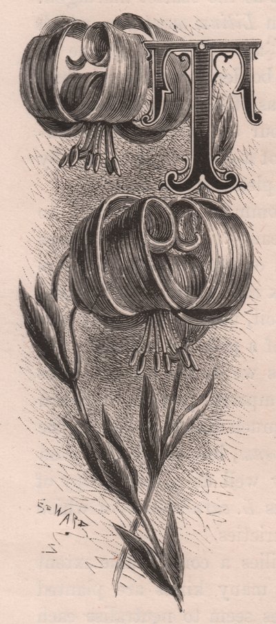 Litera T, litera typu drop cap, rycina, cm 10x5, autor: Frederick Edward Hulme (1841-1909) z albumu Znajomy kwiat ogrodowy, ok. 1880 r. autorstwa Frederick Edward Hulme