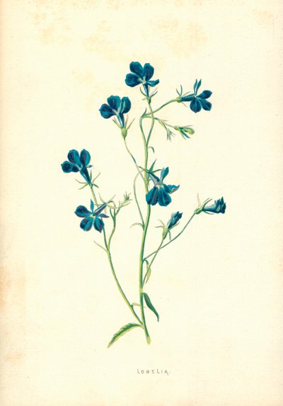 Lobelia autorstwa Frederick Edward Hulme