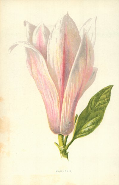 Magnolia autorstwa Frederick Edward Hulme