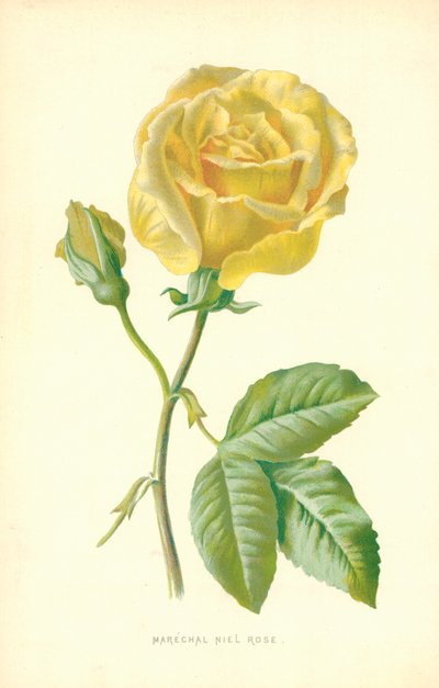 Marszałek Niel Rose autorstwa Frederick Edward Hulme