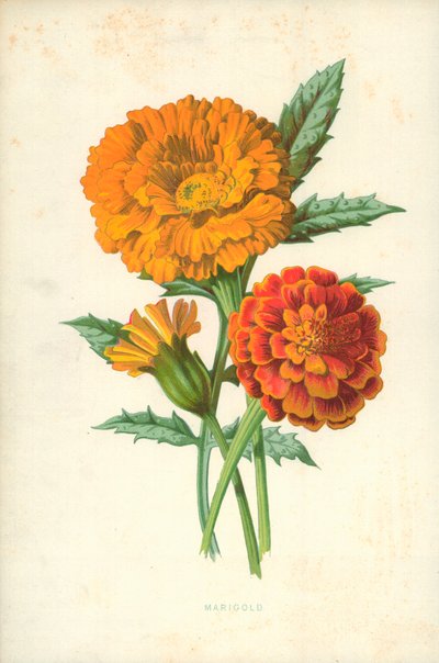 aksamitka autorstwa Frederick Edward Hulme