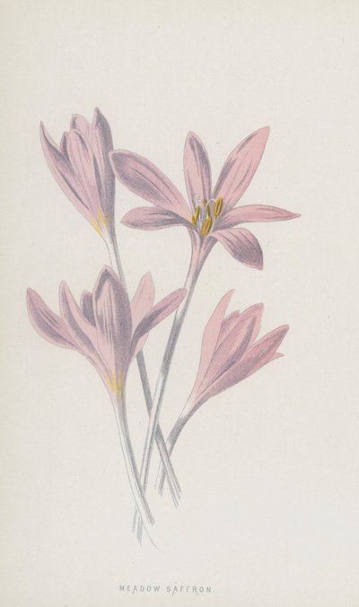 Szafran Łąkowy (chromolitho) autorstwa Frederick Edward Hulme
