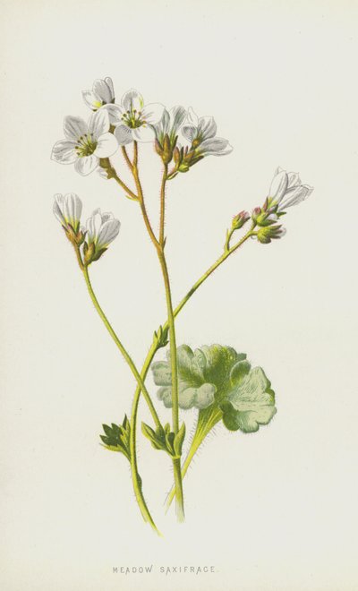 Skalnica łąkowa (chromolitho) autorstwa Frederick Edward Hulme
