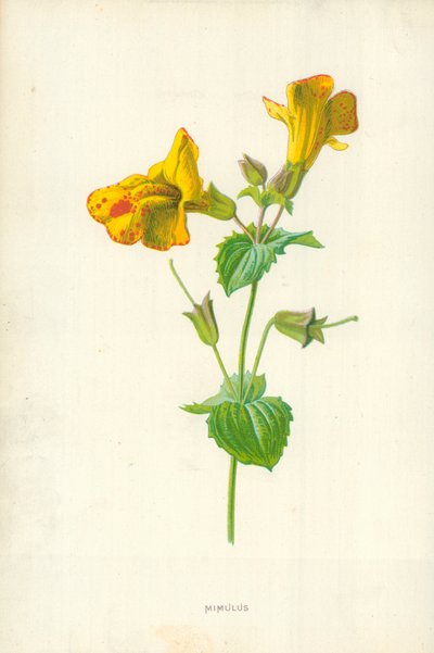 Mimulus autorstwa Frederick Edward Hulme