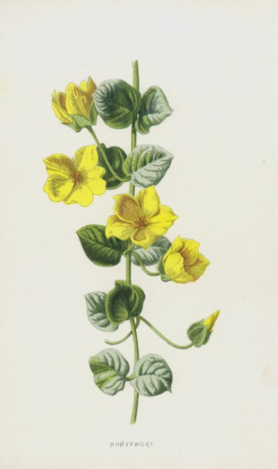 Moneywort (chromolitho) autorstwa Frederick Edward Hulme